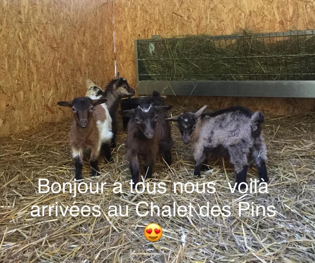 Roulottes Du Chalet Des Pins Rougeou Exterior foto